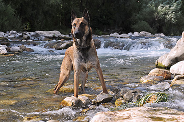 Image showing belgian shepherd