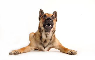 Image showing barking dog