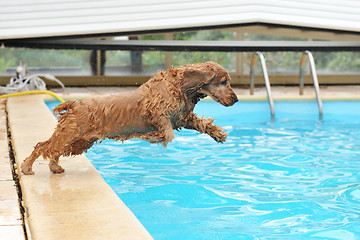 Image showing swimming cocker