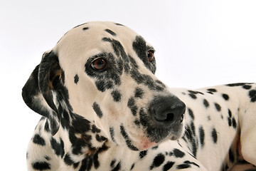 Image showing Dalmatian