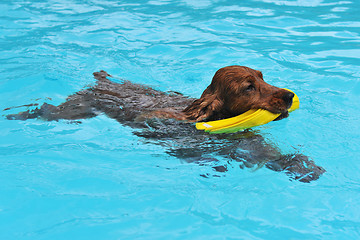 Image showing swimming cocker