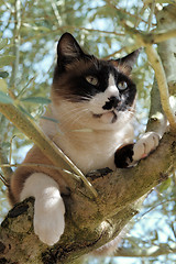 Image showing Siamese Cat in a tree