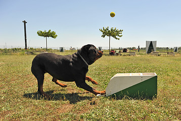 Image showing flyball