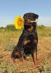 Image showing rottweiler and sunflower
