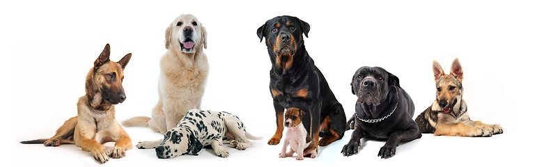 Image showing dogs