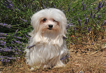 Image showing maltese dog