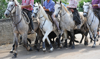 Image showing camargue horses