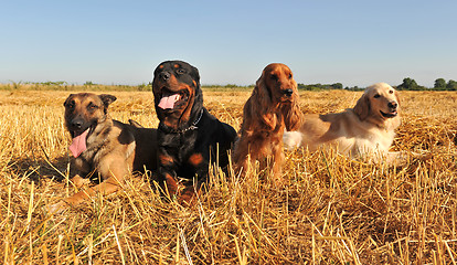 Image showing four dogs