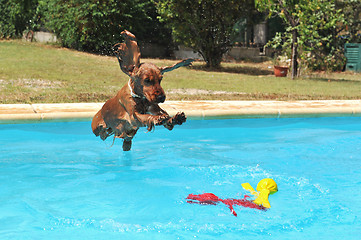 Image showing jumping cocker spaniel