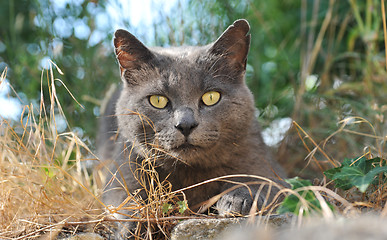 Image showing chartreux cat