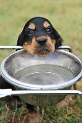 Image showing puppy drinking