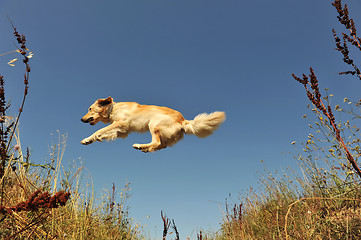 Image showing jumping dog