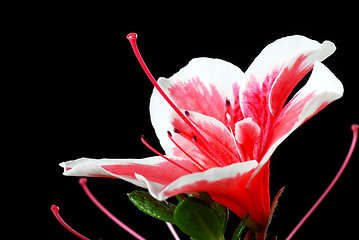 Image showing Pink Azalea flower