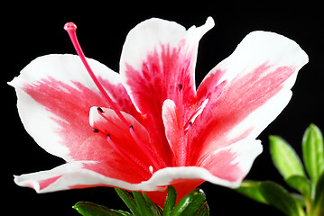 Image showing Pink Azalea flower