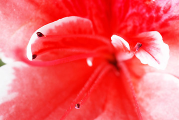 Image showing Pink Azalea flower