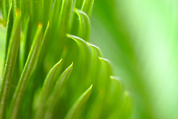 Image showing Green leaf background