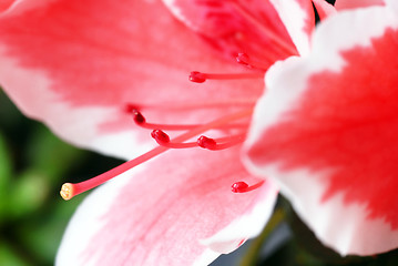 Image showing Pink Azalea flower