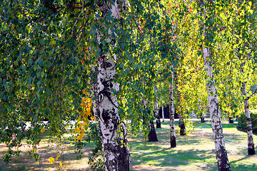 Image showing First signs of autumn