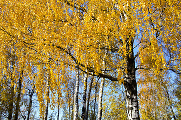 Image showing Background of birch tree branches golden leaves 