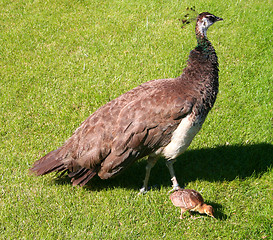 Image showing Peacock mom and baby