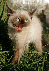 Image showing the siamese kitten