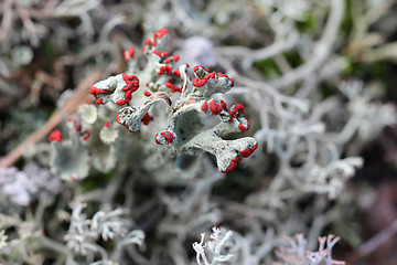 Image showing Cladonia coccifera Lichen (Red Pixie Cup)