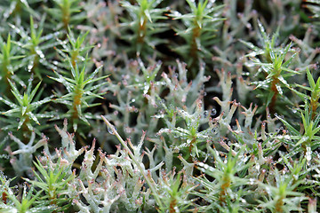 Image showing Waterdrops on Polytrichum Moss and Cladonia Lichen