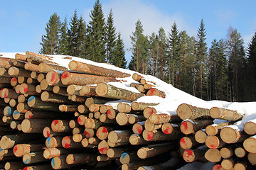 Image showing Pile of Softwood Logs in Spruce Forest