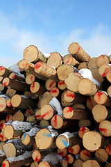 Image showing Cut Softwood Logs and Blue Sky
