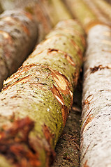 Image showing timber wood