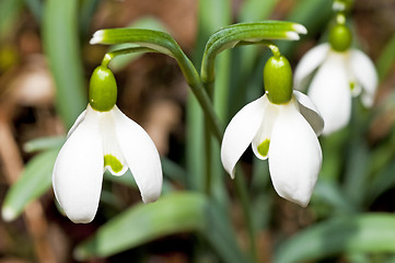 Image showing snowdrop, Galanthus nivalis