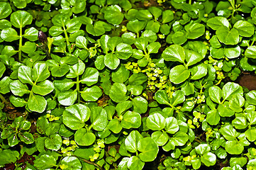 Image showing water cress, Nasturtium officinale