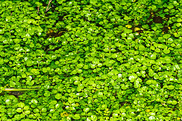 Image showing water cress, Nasturtium officinale