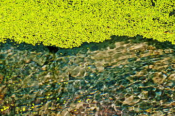 Image showing common duckweed, Lemna minor