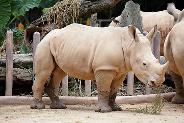 Image showing rhino