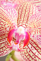 Image showing orchid flower