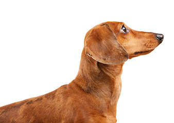 Image showing short haired Dachshund Dog