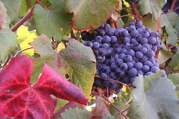 Image showing Ripe Grapes