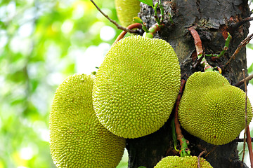 Image showing jack fruits