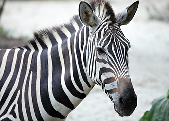 Image showing zebra