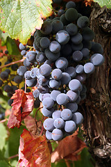 Image showing Ripe Grapes