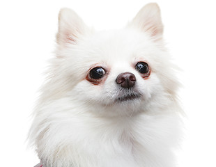 Image showing white pomeranian dog