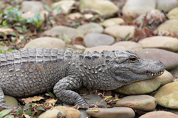 Image showing crocodile