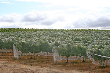 Image showing Netted Vine Rows