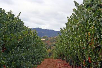 Image showing Oregon Vineyard