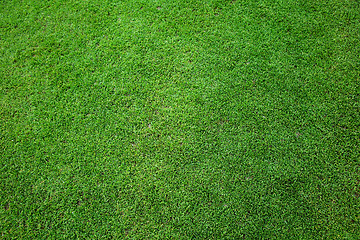 Image showing Field of fresh grass