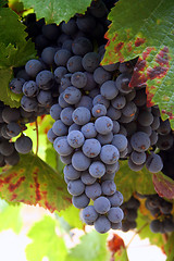 Image showing Ripening Wine Grapes