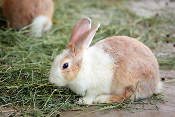 Image showing rabbit