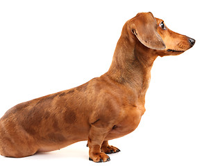 Image showing dachshund dog