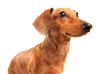 Image showing dachshund dog